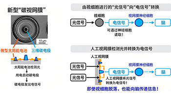 日本遗传研等开发出光驱动人工视网膜，由微型太阳能电池和碳电极构成