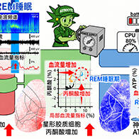 日本东北大学发现REM睡眠期间大脑能量平衡出现紊乱