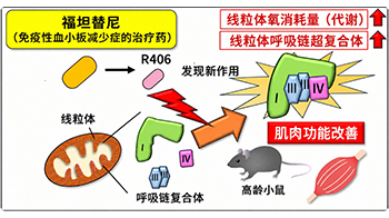 东京都健康长寿医疗中心发现免疫性血小板减少症治疗药物可激活线粒体，有望用于肌肉疾病治疗与预防