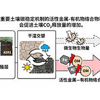 新潟大学等阐明干湿交替导致土壤CO₂释放增加的原因，金属与有机物的结合是关键