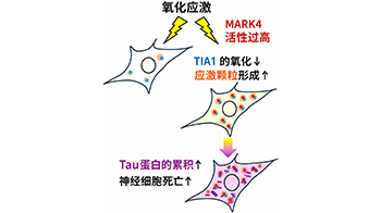 东京都立大学发现细胞应激反应异常促进tau蛋白积累的机制，揭示MARK4新功能