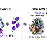 东京大学等解析染色体正确分配“标记”的结构，并利用冷冻电镜实现可视化
