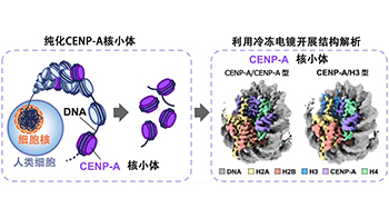 东京大学等解析染色体正确分配“标记”的结构，并利用冷冻电镜实现可视化