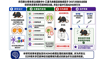 福井大学在小鼠体内重现诱发ADHD样行为的多巴胺神经功能下降，发现与信号传导分子“NSF”功能下降相关，有望推动治疗方法的开发