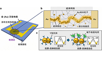 日本东北大学开发出基于新原理的生物传感器，仅需约30秒即可测定靶蛋白浓度