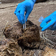 北海道大学等通过动物“排泄物”中的肠道菌群发现健康异常