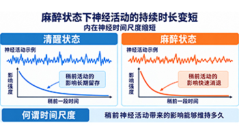 理研、东京都立大学等发现从人类到线虫6种生物共有的神经动态特征，揭示麻醉导致的大脑神经活动 “时空孤立”