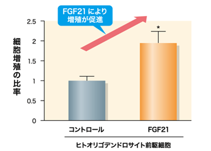 FGF21能够促进人工培养的少突先驱胶质细胞的增殖