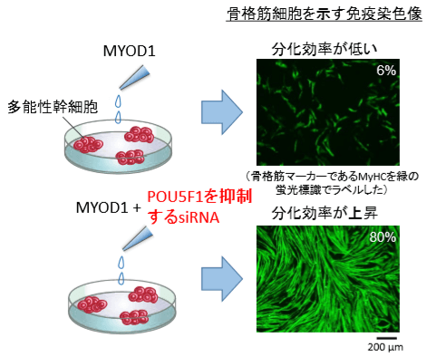 日本iPS细胞研究报告