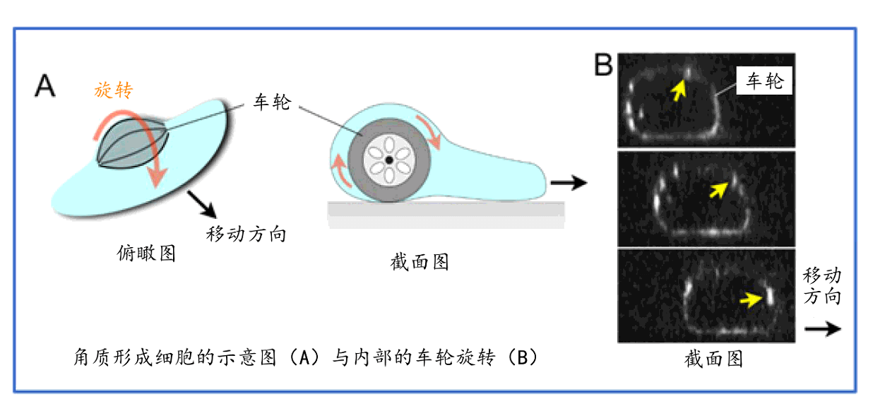 日本研究人员发现车轮细胞