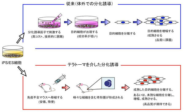日本iPS细胞研究报告 近畿大学篇