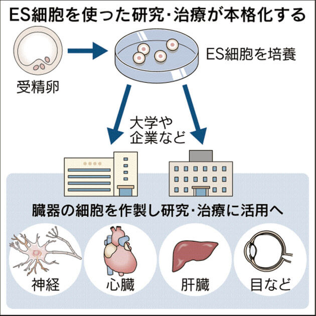 京都大学ES细胞配布供给示意图
