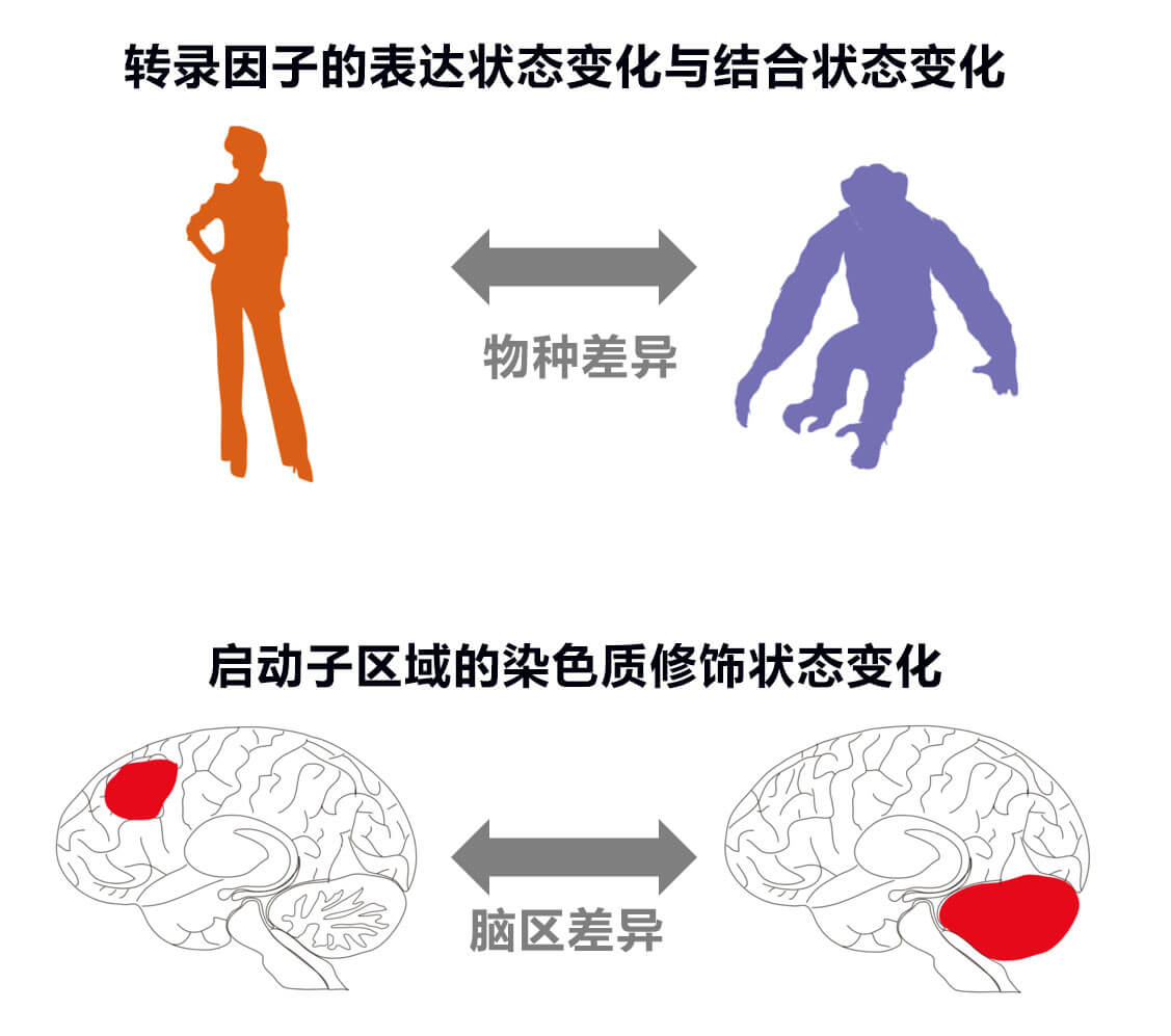 形成物种差异和脑区差异的基因表达调节机制