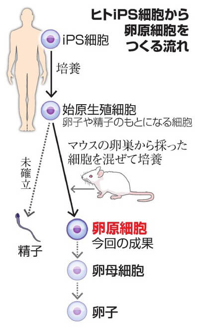 京都大学iPS细胞由来卵原细胞制备流程图