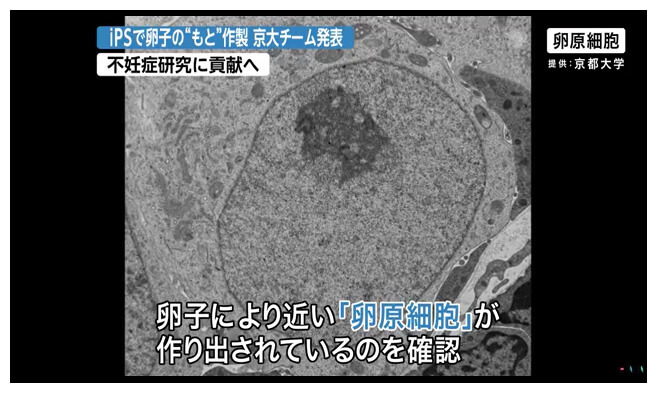 京大团队制备卵原细胞电视报道