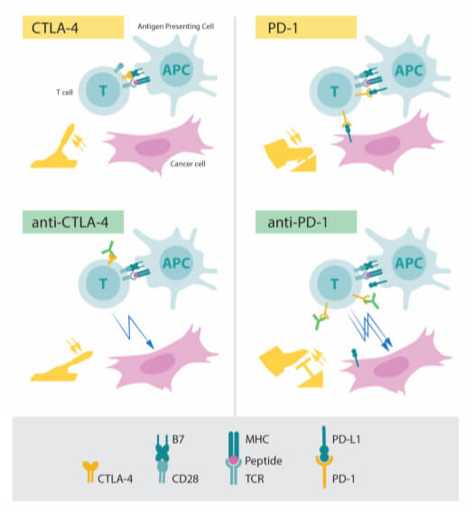 T细胞刹车CTLA-4和PD-1作用机理示意图