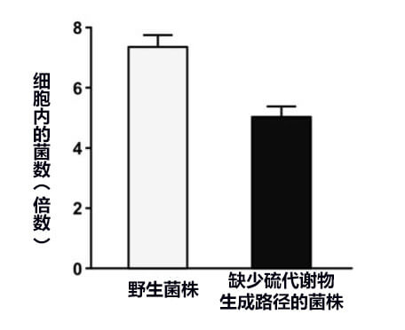 日本判明沙门氏菌存活术有望开发新型抗菌药
