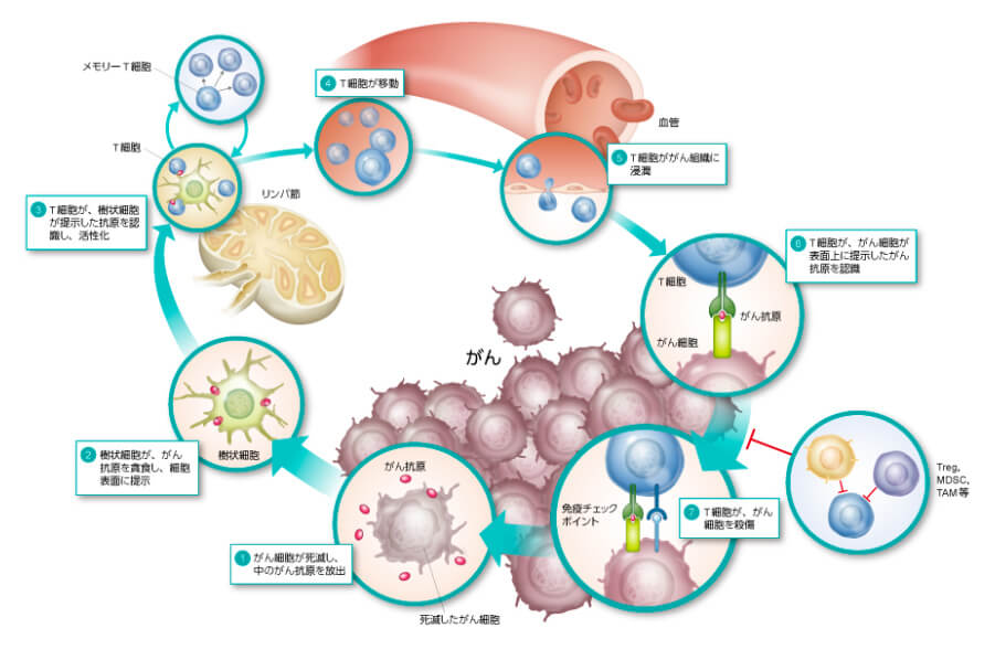T细胞抗癌免疫疗法机理示意图