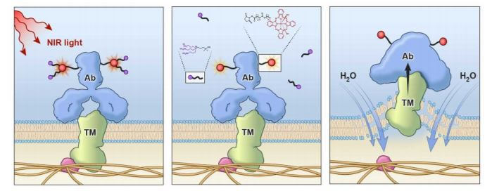 光化学反应改变了药剂的化学结构，使得抗体的立体结构发生变化，从而破坏细胞膜