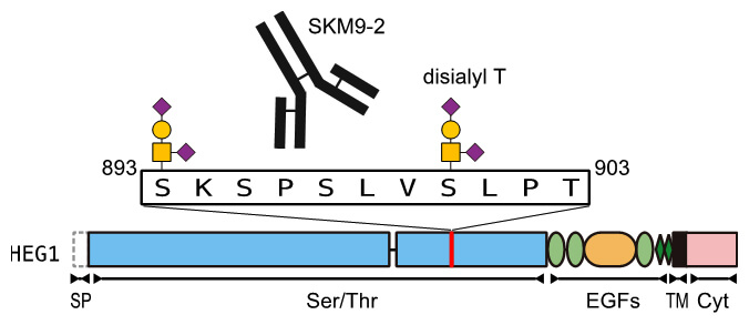 SKM9-2的识别区域
