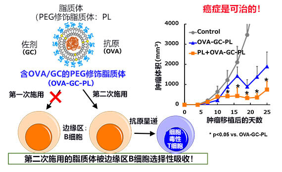 日本德岛大学开发出新型癌症疫苗，已为小鼠治愈癌症