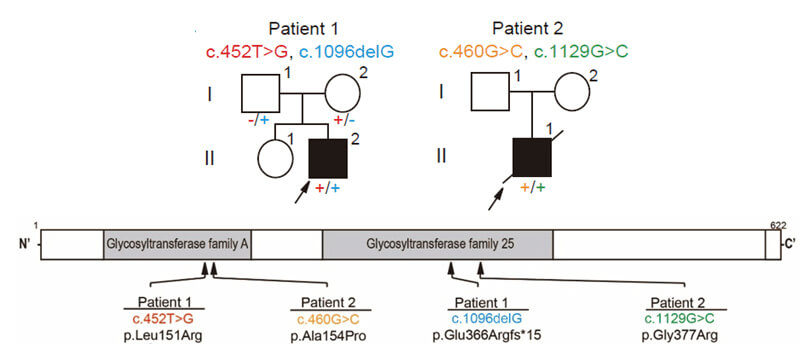 发现COLGALT1基因常染色体隐性突变的两个病例发生的突变。这种突变把位于ColGalT1（由COLGALT1基因编码）的重要功能部位的氨基酸置换为其他氨基酸，或者异常缩短了ColGalT1