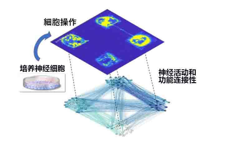 日本和西班牙的大学合作，利用微印技术构建脑神经网络