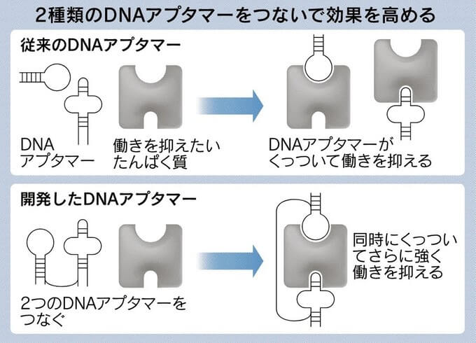两DNA适体像锁一样连接，较单独与蛋白质结合的抑制作用增强