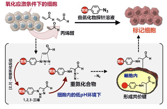 利用叠氮化物探针对产生丙烯醛的细胞进行荧光标记