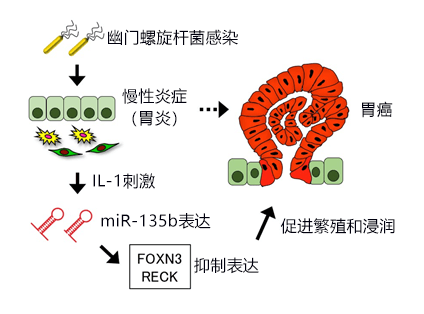 日本金泽大学确定促进胃癌生长的短链RNA