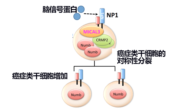 “金泽大学等发现乳腺癌类干细胞分裂倍增机制