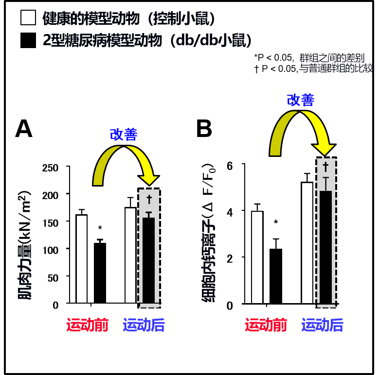 顺天堂大学查明2型糖尿病患者肌肉力量下降的原因