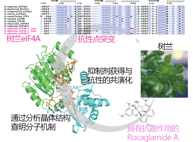 日美联合查明植物性抗癌药的分子机理