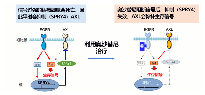 日本查明肺癌细胞如何在分子靶向药物中存活