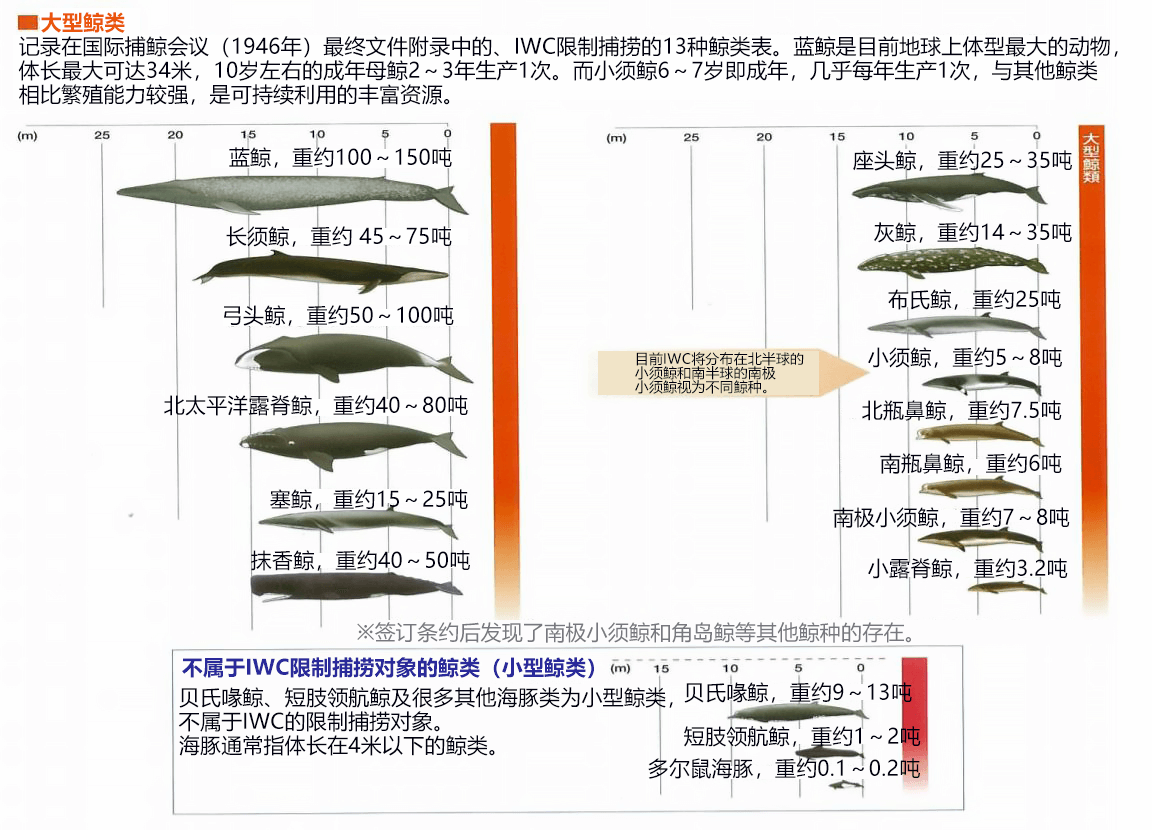 现存的约83种鲸类中,有13种为IWC的限制捕捞数量对象,除此之外的鲸类并不限制