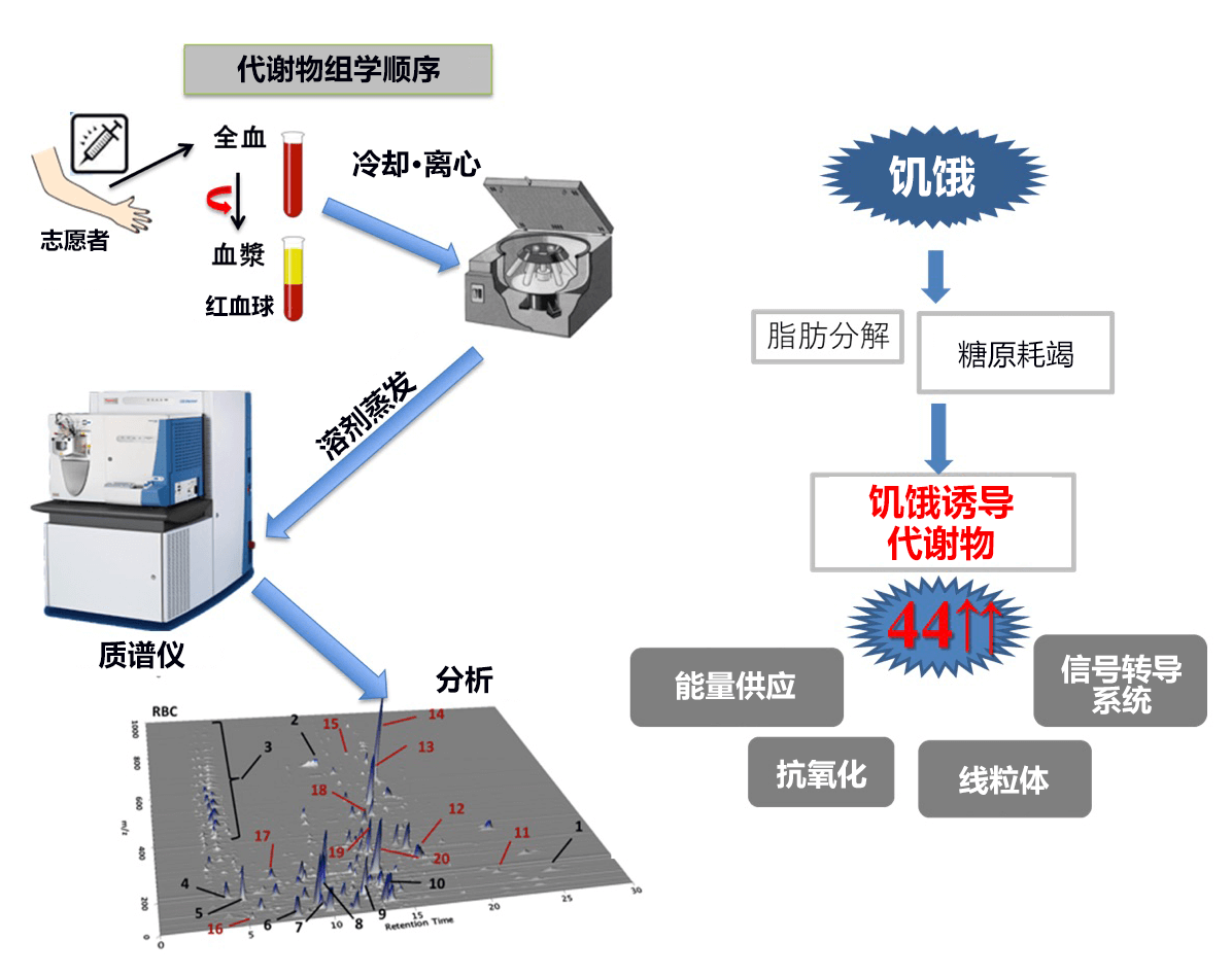 饿一饿更健康!日本查明断食的代谢激活效果
