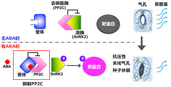 日本宇都宫大学等培育出节水小麦新品种