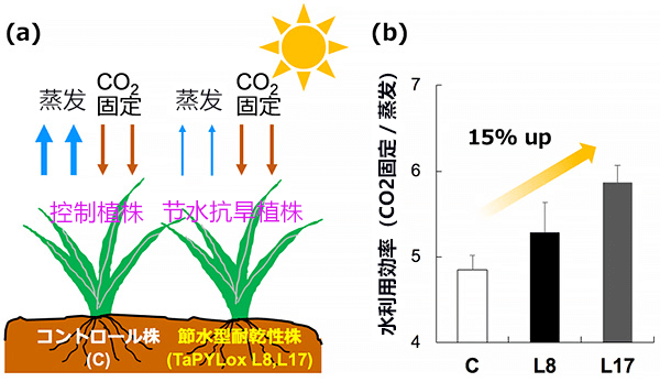 日本宇都宫大学等培育出节水小麦新品种