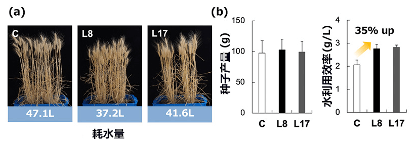 日本宇都宫大学等培育出节水小麦新品种