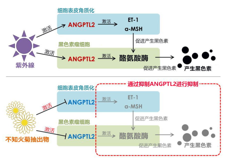 日本确认熊本县产“不知火菊”能抑制色斑