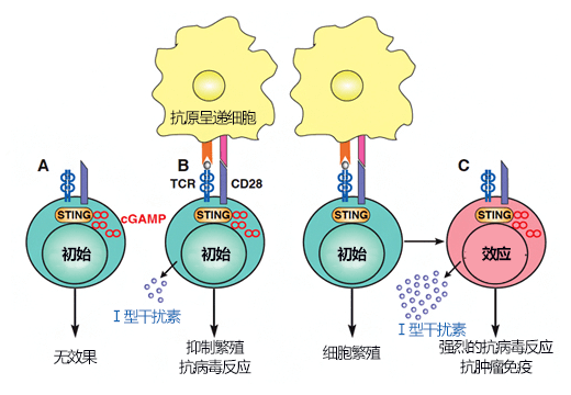 理研等发现T细胞抗病毒反应会诱导抗肿瘤免疫，有望开发出癌症新疗法