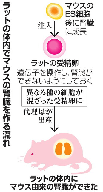 NINS篇:大鼠体内培育出异种肾脏