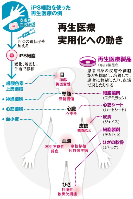 日本iPS细胞研究报告(廿三) 顺天堂大学篇：极大提高分化效率的全新技术