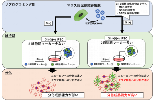 日本iPS细胞研究报告(廿三) 顺天堂大学篇：极大提高分化效率的全新技术