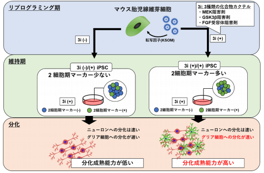 日本iPS细胞研究报告(廿三) 顺天堂大学篇:极大提高分化效率的全新技术
