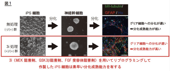 日本iPS细胞研究报告(廿三) 顺天堂大学篇：极大提高分化效率的全新技术