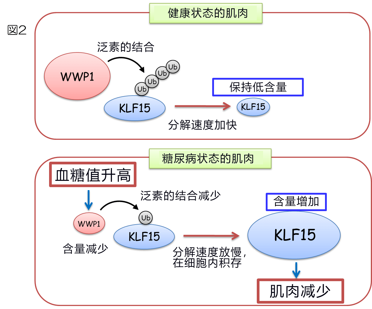 糖尿病患者为啥会瘦？神户大学查明糖尿病导致肌肉减少的机理