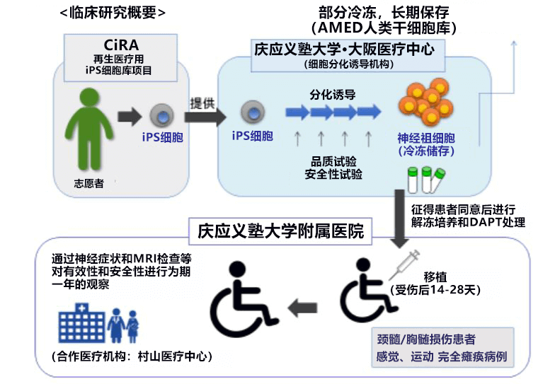 日本iPS细胞研究报告(廿四)庆应大学篇:脊髓损伤临床试验开始