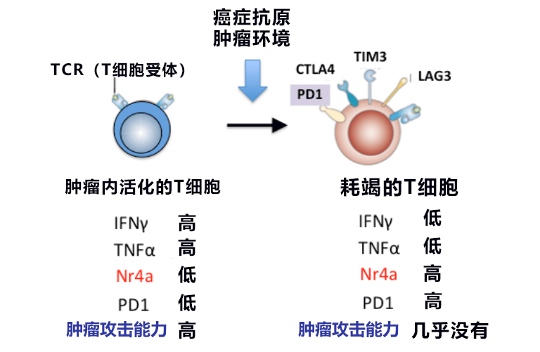 日美研究者发现免疫疗法的重要靶基因，有望开发出新型抗癌药