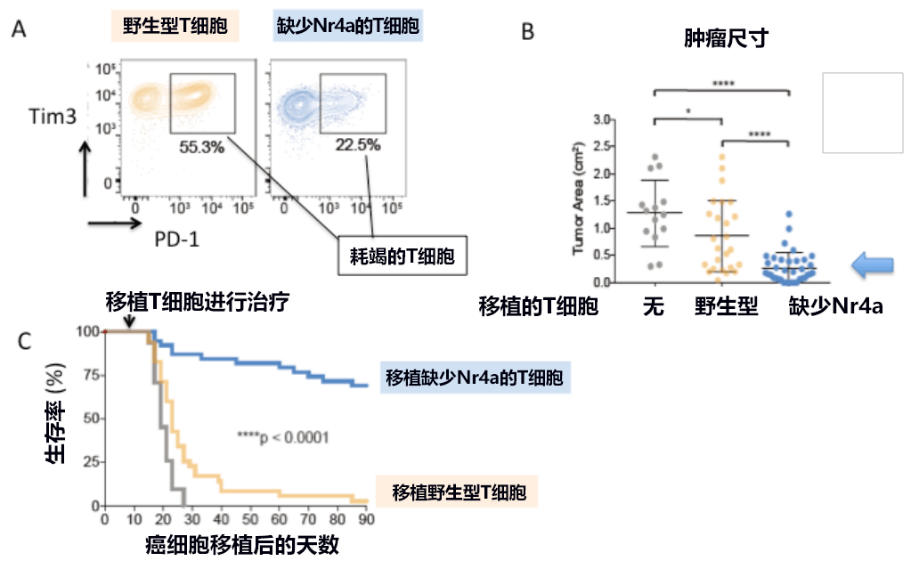 日美研究者发现免疫疗法的重要靶基因，有望开发出新型抗癌药